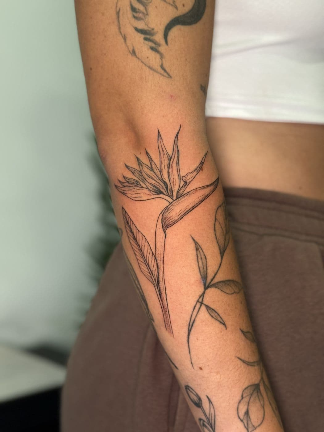 Strelitzia, fine line
