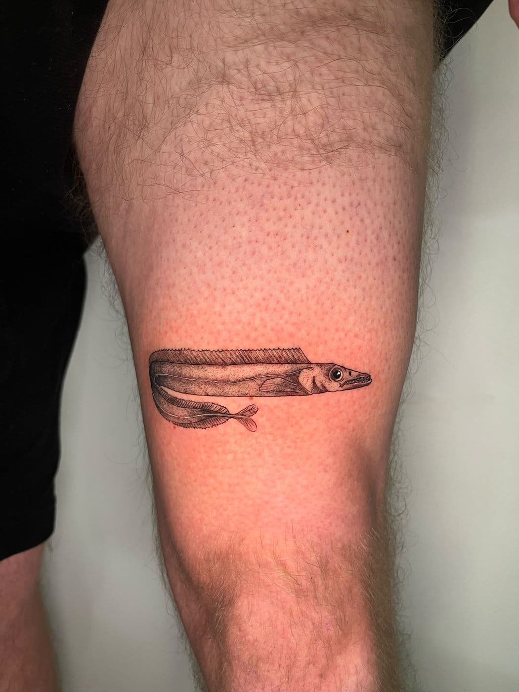 A fish