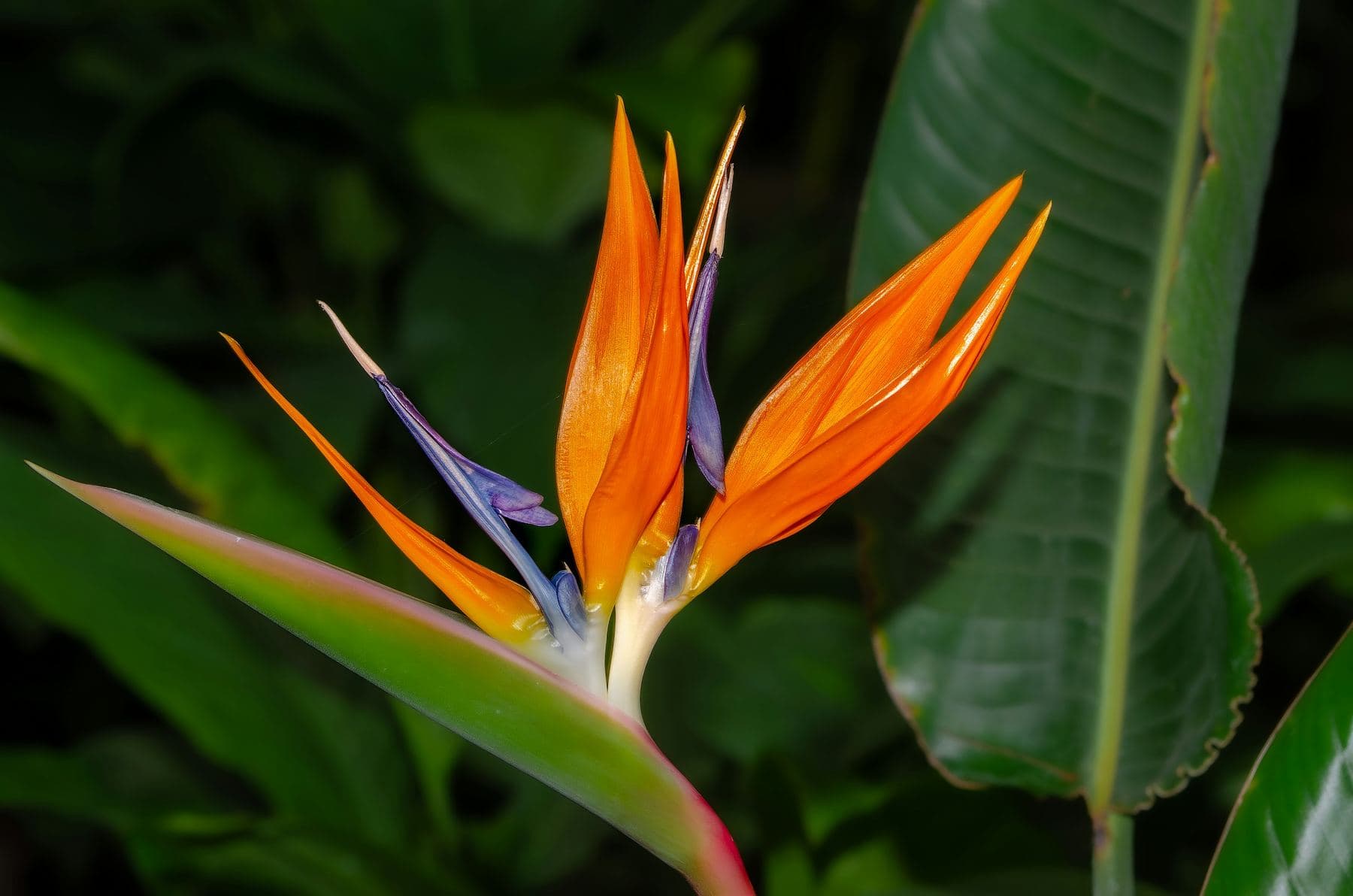 Flora and fauna