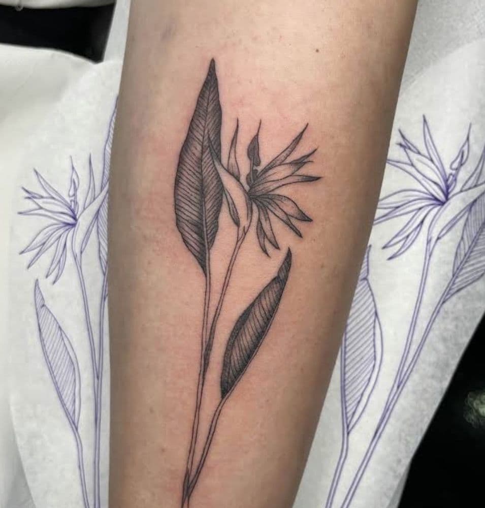 Fine line bird of paradise on the forearm, next to its stencil
