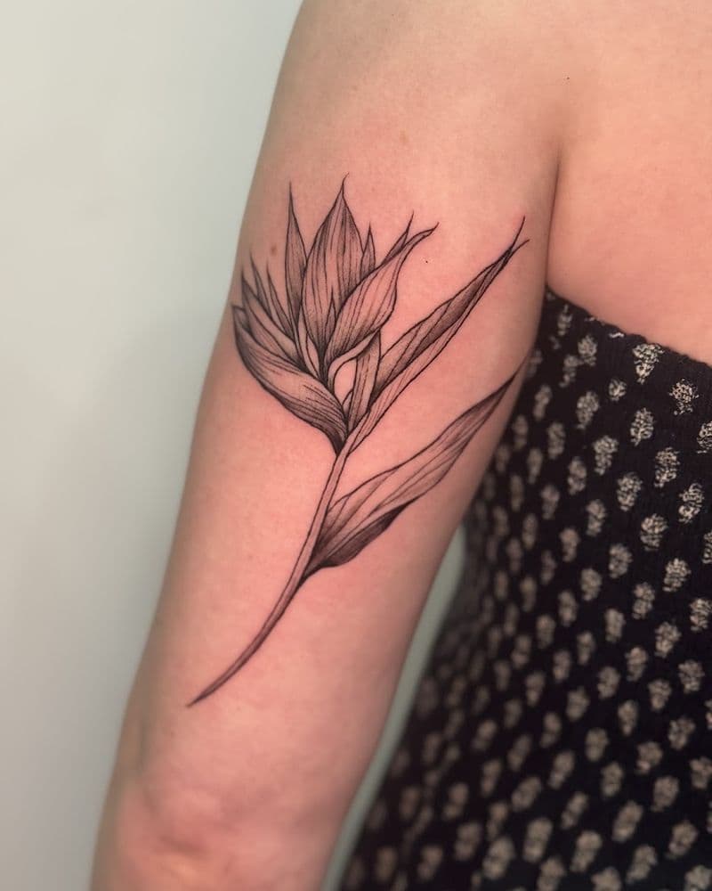 Bird of paradise flower tattooed on the arm